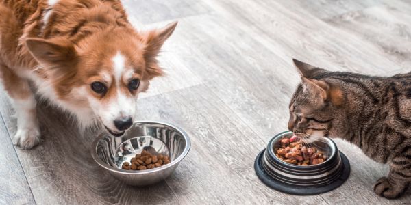 How to keep dog and cat food outlet separate